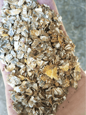 Alimentation - Fabrication d'aliments - Aplatisseur floconneur