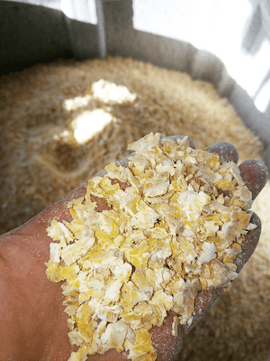Alimentation - Fabrication d'aliments - Aplatisseur floconneur