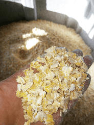 Alimentation - Fabrication d'aliments - Aplatisseur floconneur