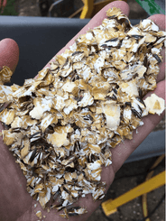 Alimentation - Fabrication d'aliments - Aplatisseur floconneur